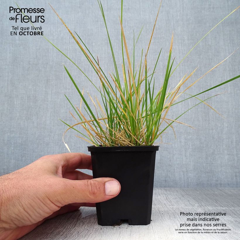 Ejemplar de Deschampsia cespitosa Palava - Canche cespiteuse Godet de 9cm entregado en otoño