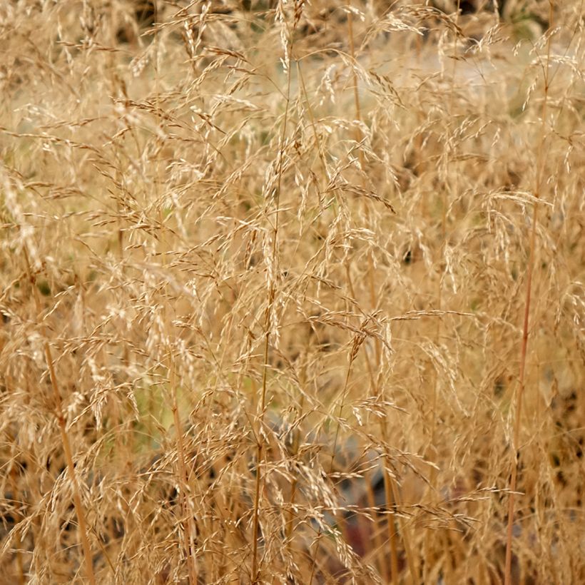 Deschampsia caespitosa Palava - Grama de monte (Follaje)