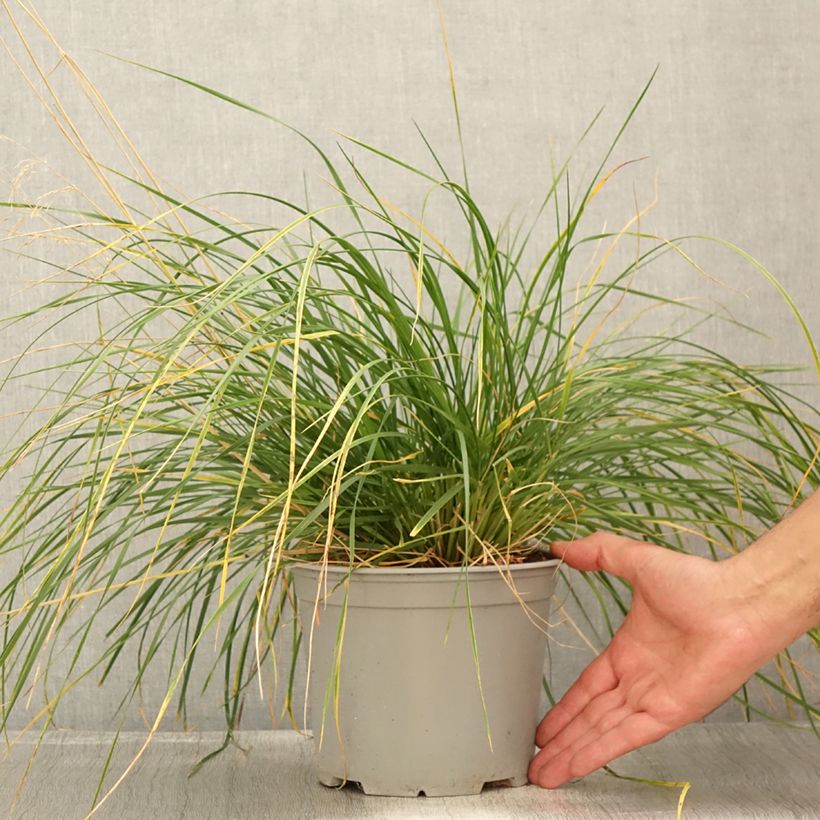 Ejemplar de Deschampsia cespitosa Palava - Canche cespiteuse - Pot de 3L/4L entregado en verano