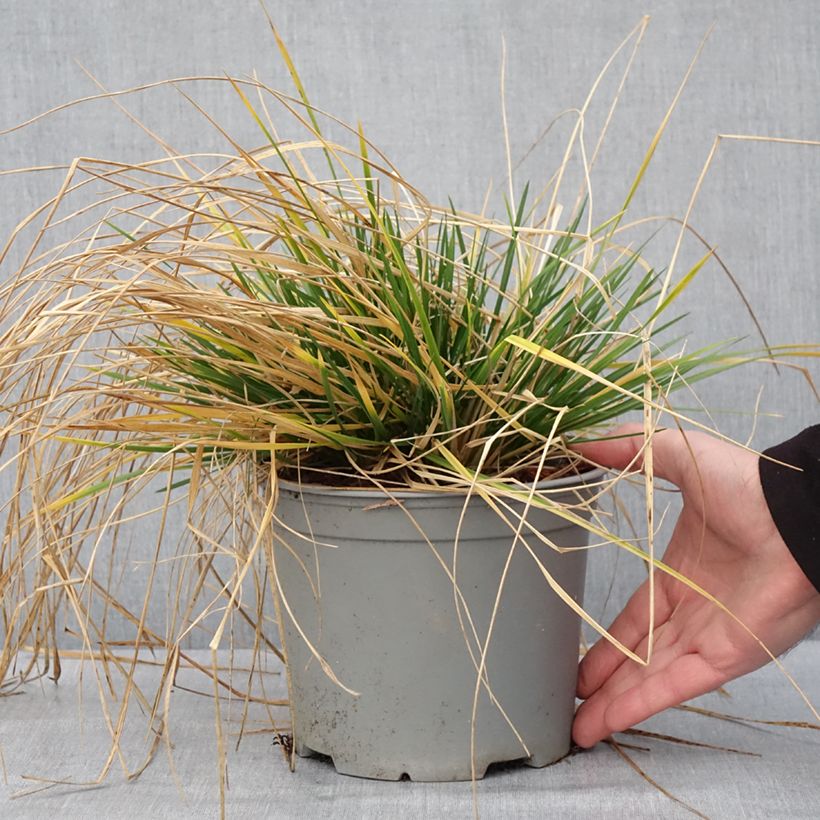 Deschampsia caespitosa Palava - Grama de monte Maceta 3L/4L Ejemplar entregado en invierno