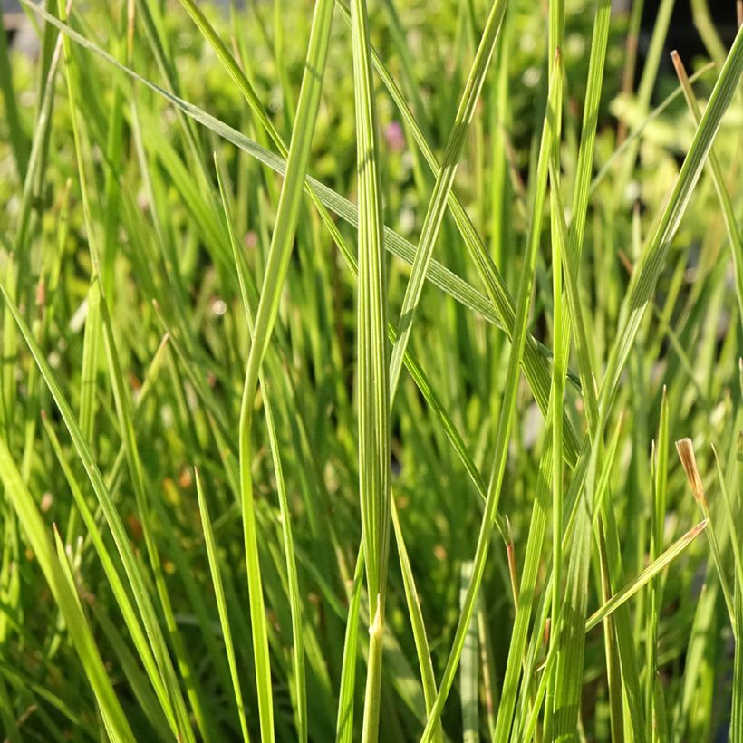 Deschampsia caespitosa Pixie Fountain - Grama de monte (Follaje)