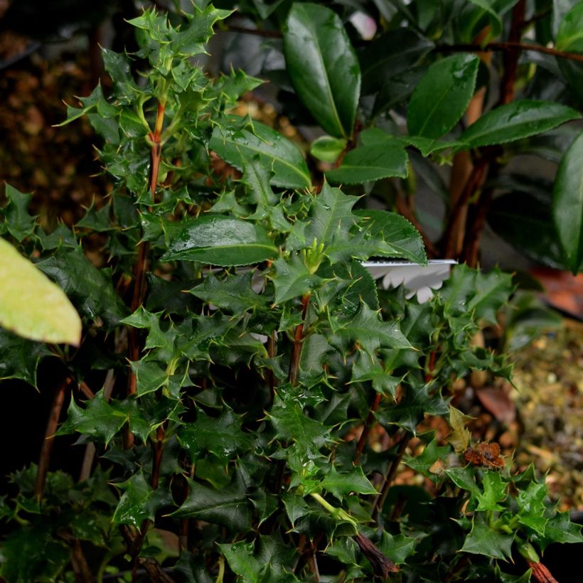 Desfontainia spinosa (Follaje)