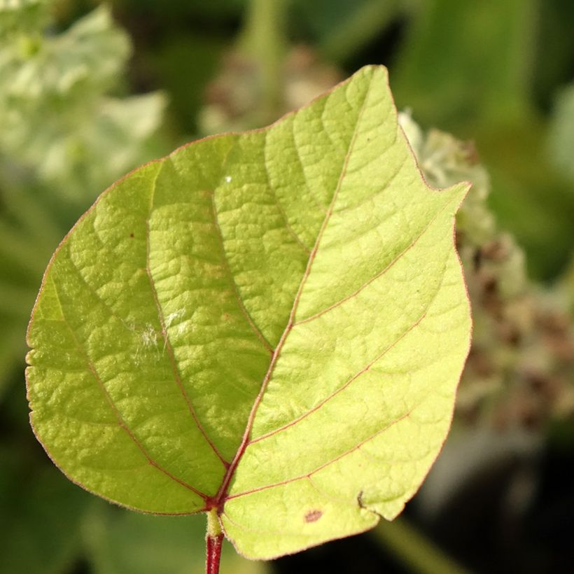 Desmodium nudiflorum (Follaje)