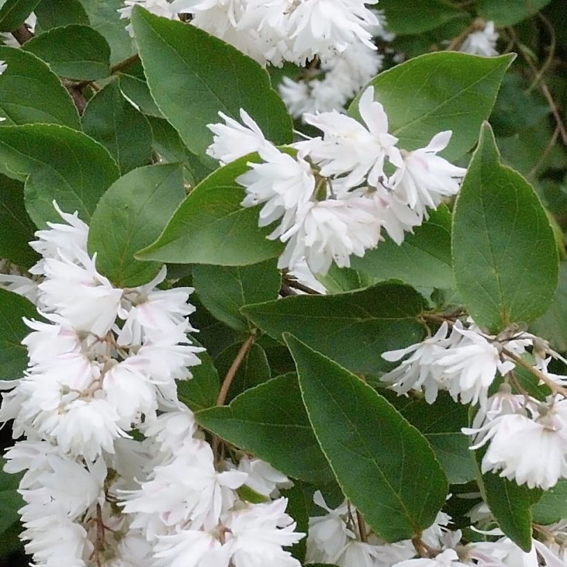 Deutzia crenata Pride of Rochester (Follaje)