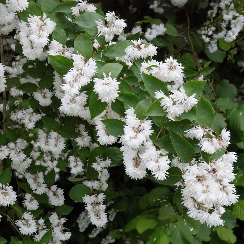 Deutzia crenata Pride of Rochester (Floración)