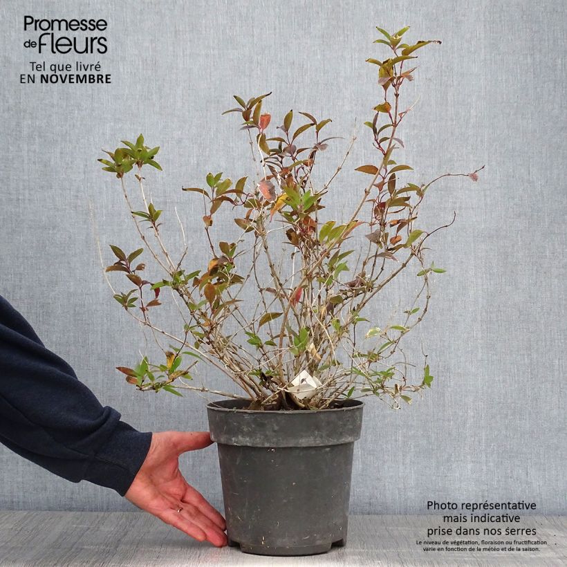 Ejemplar de Deutzia gracilis - Deutzie Pot de 4L/5L entregado en otoño