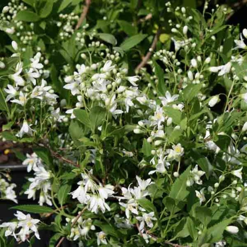 Deutzia gracilis Nikko (Floración)