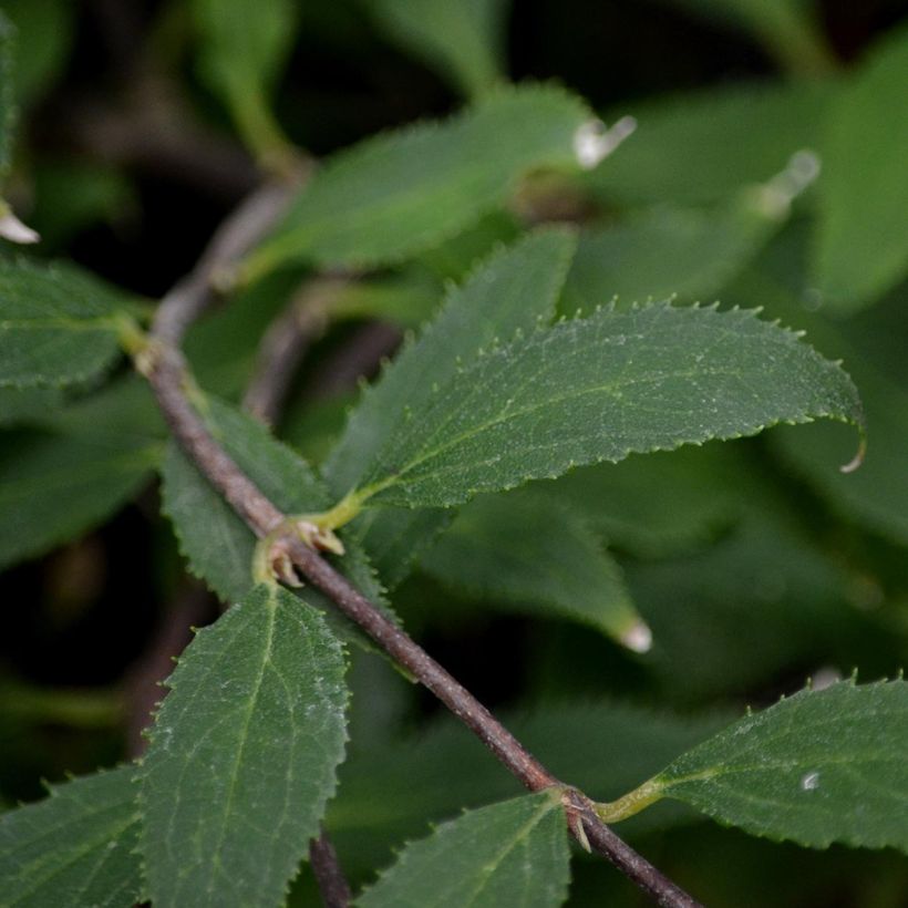 Deutzia gracilis Nikko (Follaje)