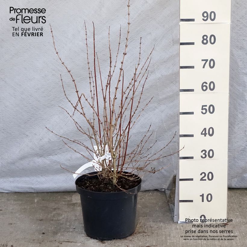 Deutzia hybride Mont Rose 80/100cm en pot de 10L - Deutzie Ejemplar entregado en invierno