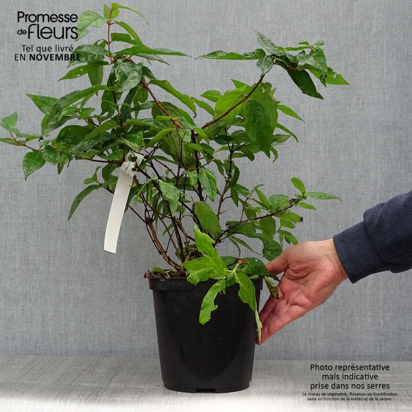 Ejemplar de Deutzia hybride Raspberry Sundae - Deutzie en pot de 3/4L entregado en otoño