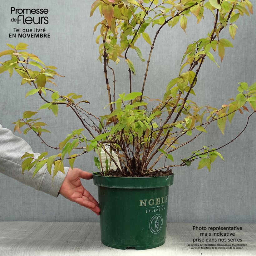 Ejemplar de Deutzia hybride Raspberry Sundae - Deutzie en pot de 7,5l/10l entregado en otoño