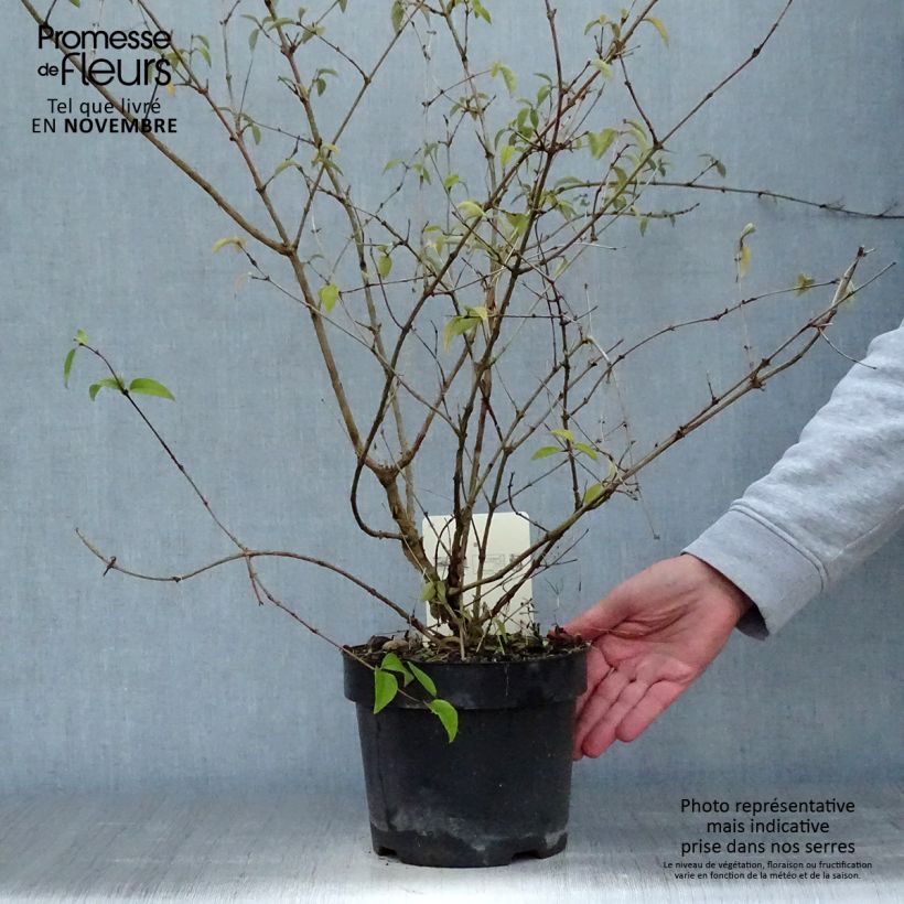 Ejemplar de Deutzia monbeigii Pot de 2L/3L entregado en otoño