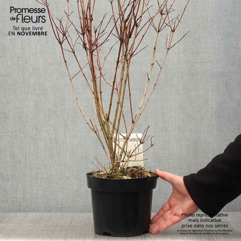 Ejemplar de Deutzia pulchra Pot de 2L/3L entregado en otoño