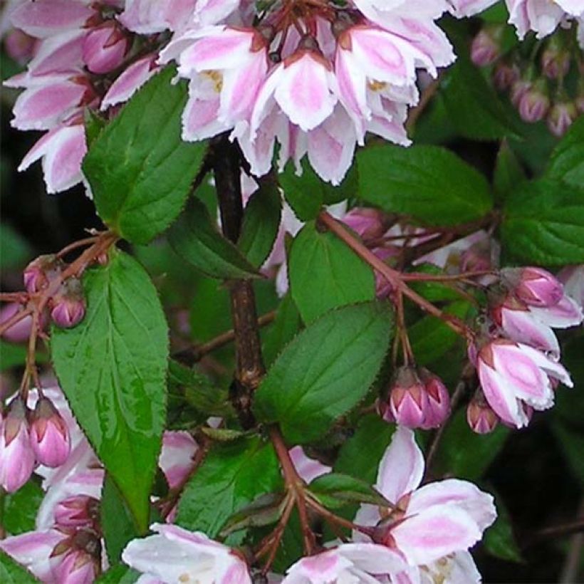 Deutzia purpurascens Kalmiiflora (Follaje)