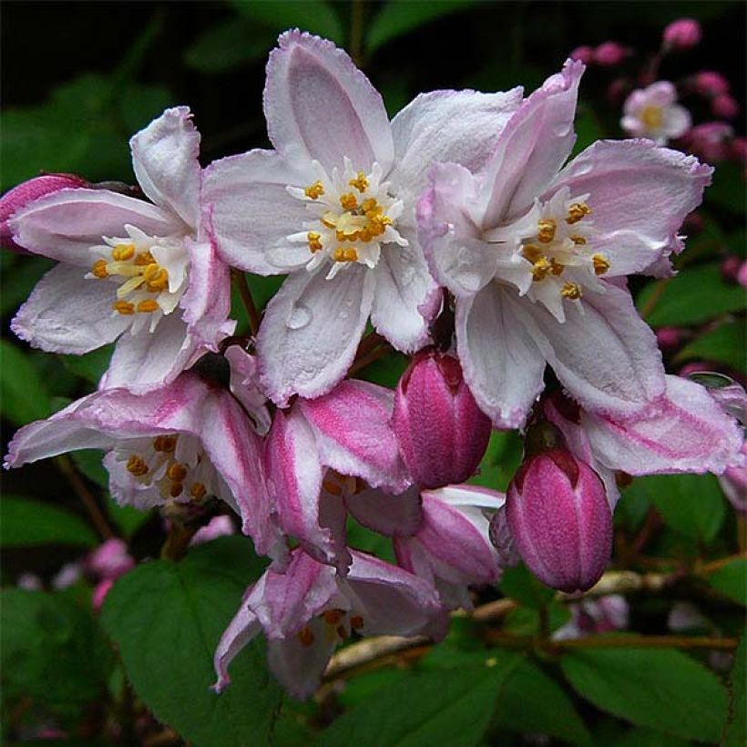 Deutzia purpurascens Kalmiiflora (Floración)