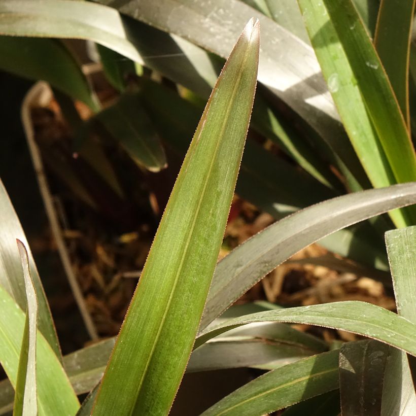 Dianella tasmanica Blaze (Follaje)