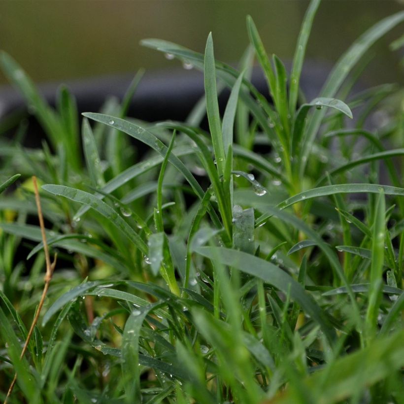 Dianthus arenarius - Clavel (Follaje)