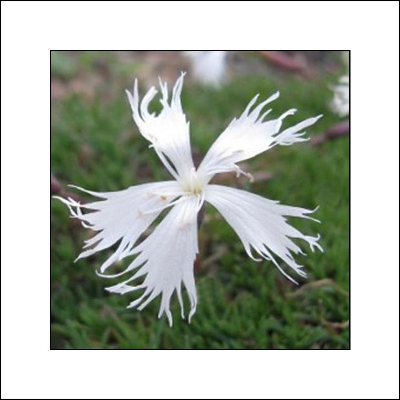 Dianthus squarrosa Berlin Snow - Clavel (Floración)