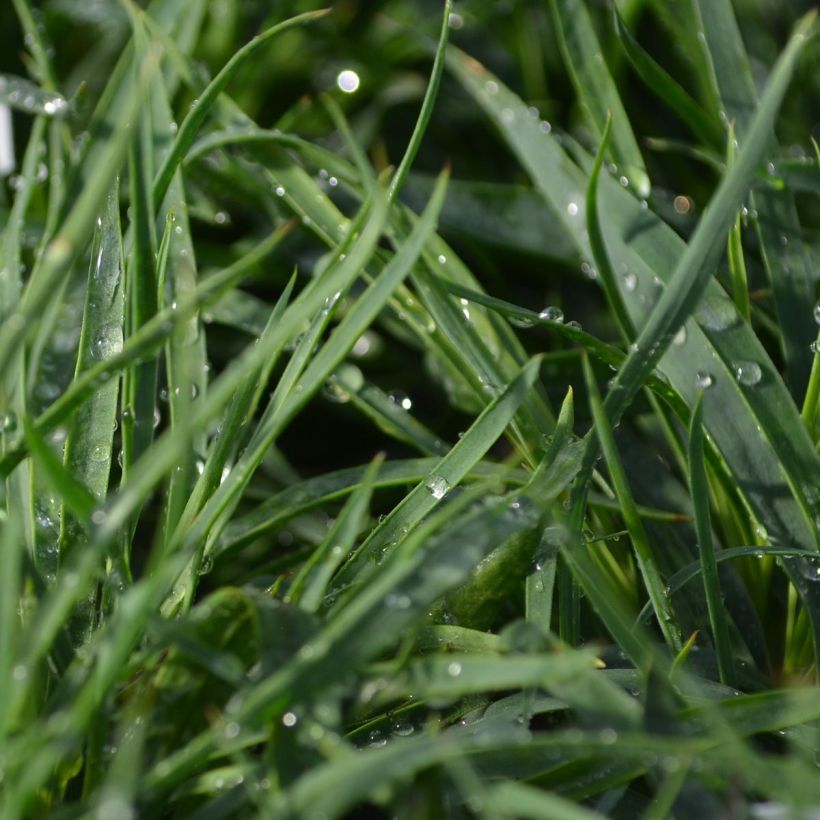 Clavelina de los cartujos - Dianthus carthusianorum (Follaje)