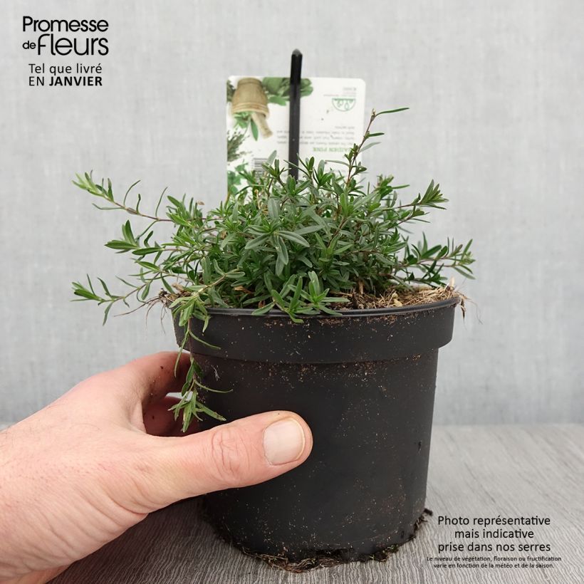 Dianthus deltoides - Oeillet à delta Pot de 1,5L/2L Ejemplar entregado en invierno