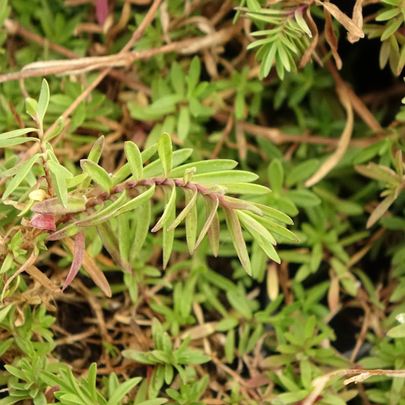 Clavellina - Dianthus deltoides (Follaje)