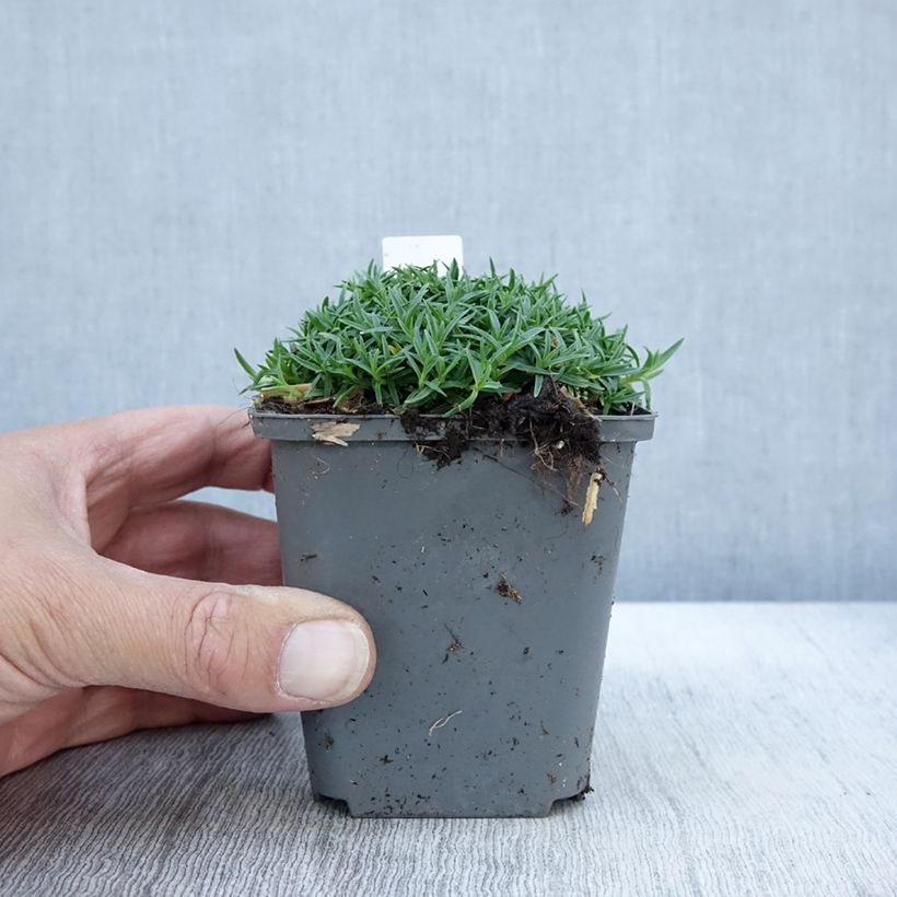 Ejemplar de Dianthus La Bourboule Alba - Oeillet Godet de 8/9 cm entregado en otoño