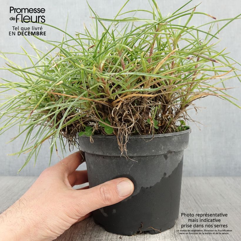 Ejemplar de Dianthus plumarius Cranmere Pool - Oeillet mignardise Pot de 2L/3L entregado en otoño