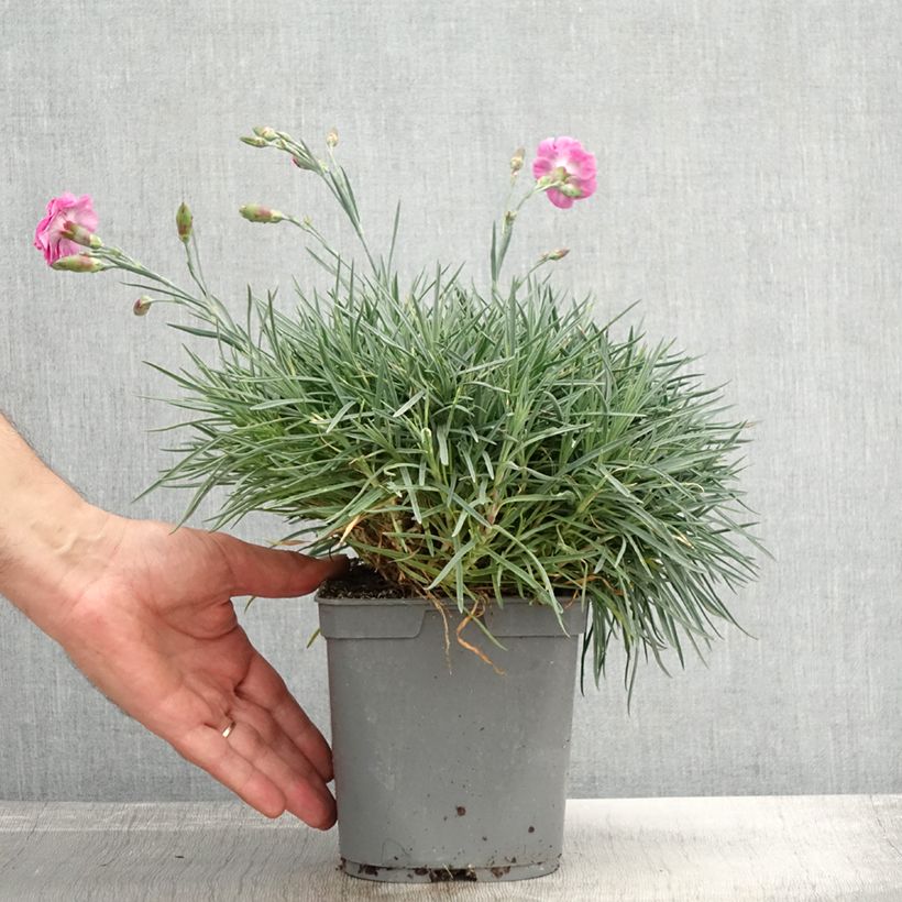 Ejemplar de Dianthus plumarius Moulin Rouge (Pink Bicolour) - Oeillet mignardise Pot de 2L/3L entregado en otoño