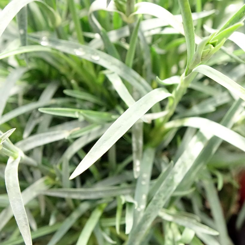 Clavel coronado Passion Hot Red - Dianthus plumarius (Follaje)