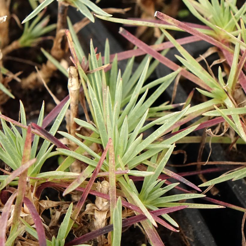 Clavel coronado Scent First Iced Gem - Dianthus plumarius (Follaje)