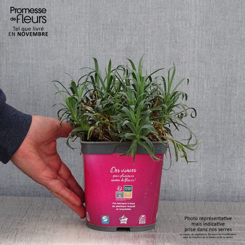 Ejemplar de Dianthus Scent First Sugar Plum - Œillet mignardise en pot de 2 litres entregado en otoño