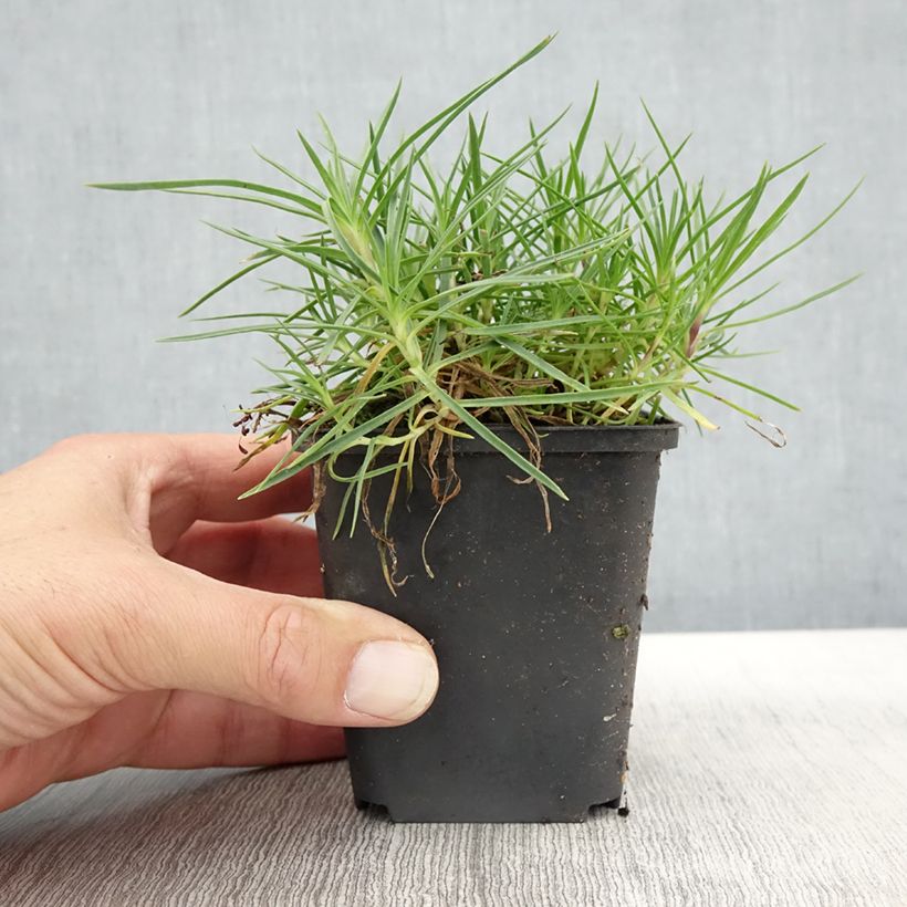 Ejemplar de Dianthus spiculifolius, Oeillet Godet de 8/9 cm entregado en otoño