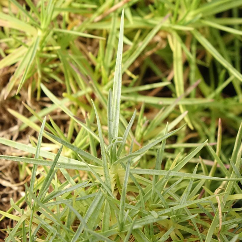 Dianthus spiculifolius - Clavel (Follaje)