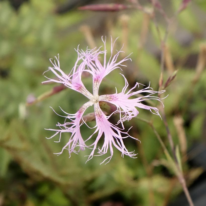 Dianthus superbus - Clavelito común (Floración)