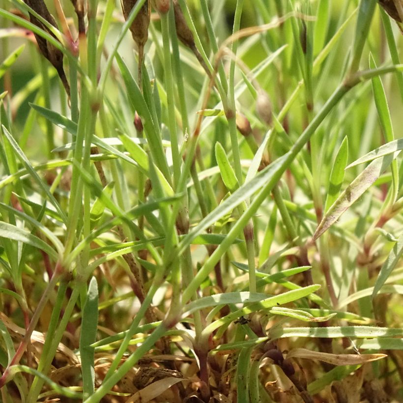 Dianthus Vivid Bright Light - Clavel (Follaje)