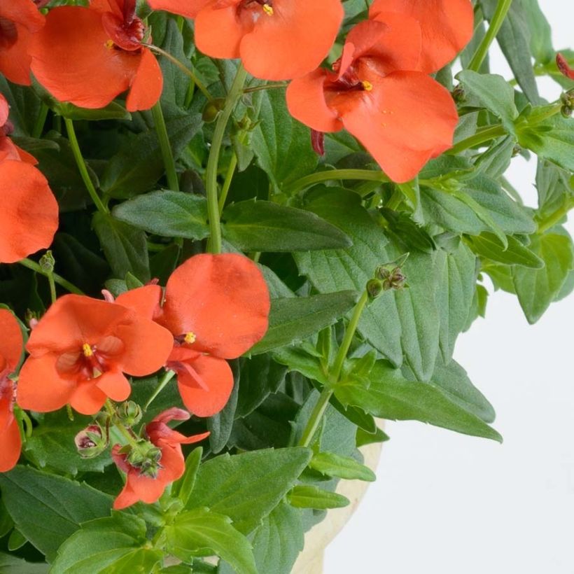 Diascia Breeze Plus Orange (Follaje)