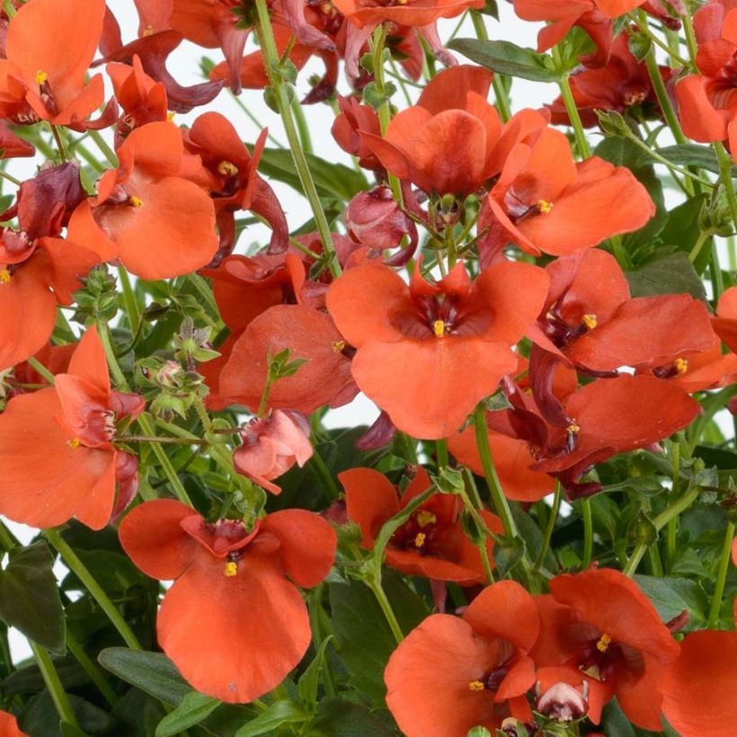 Diascia Breeze Plus Orange (Floración)