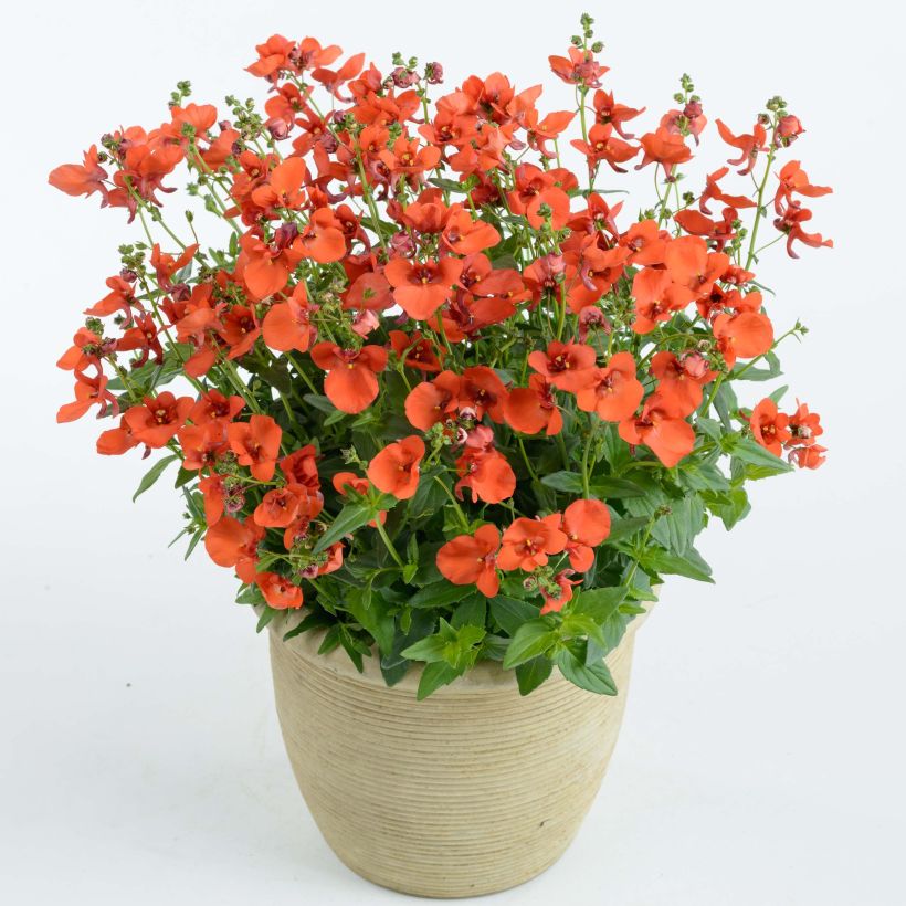 Diascia Breeze Plus Orange (Porte)