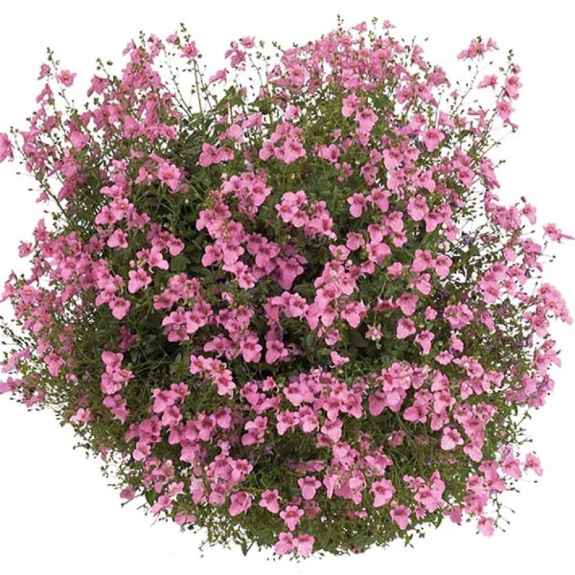 Diascia Breeze Plus Pink (Floración)