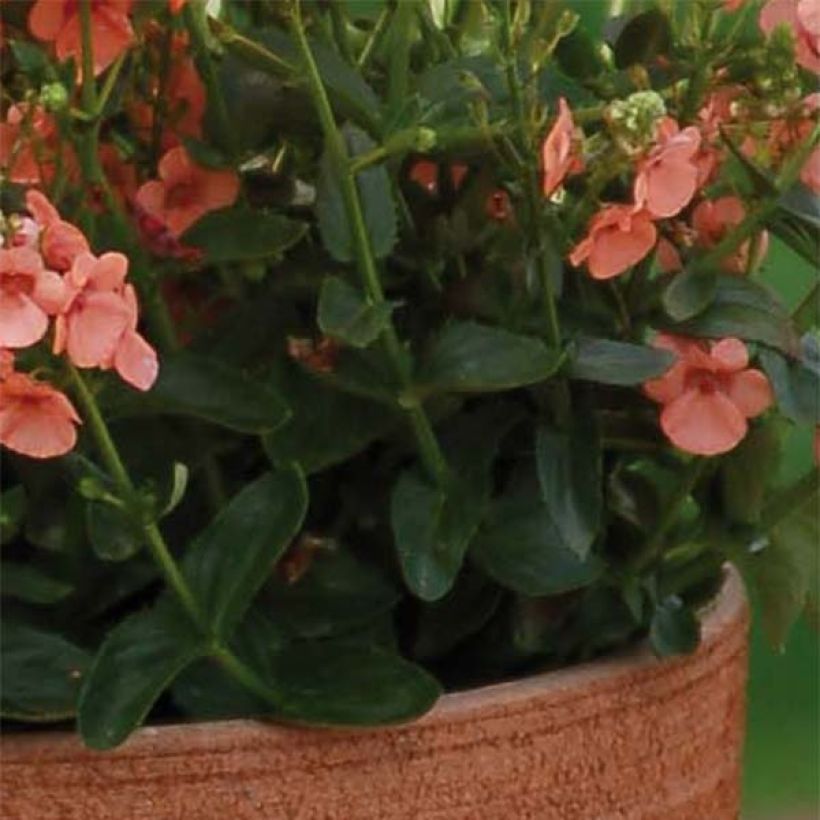 Diascia Sundascia Up Peach (Follaje)