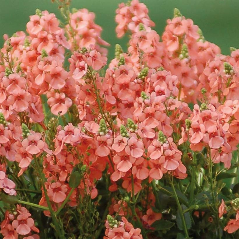 Diascia Sundascia Up Peach (Floración)