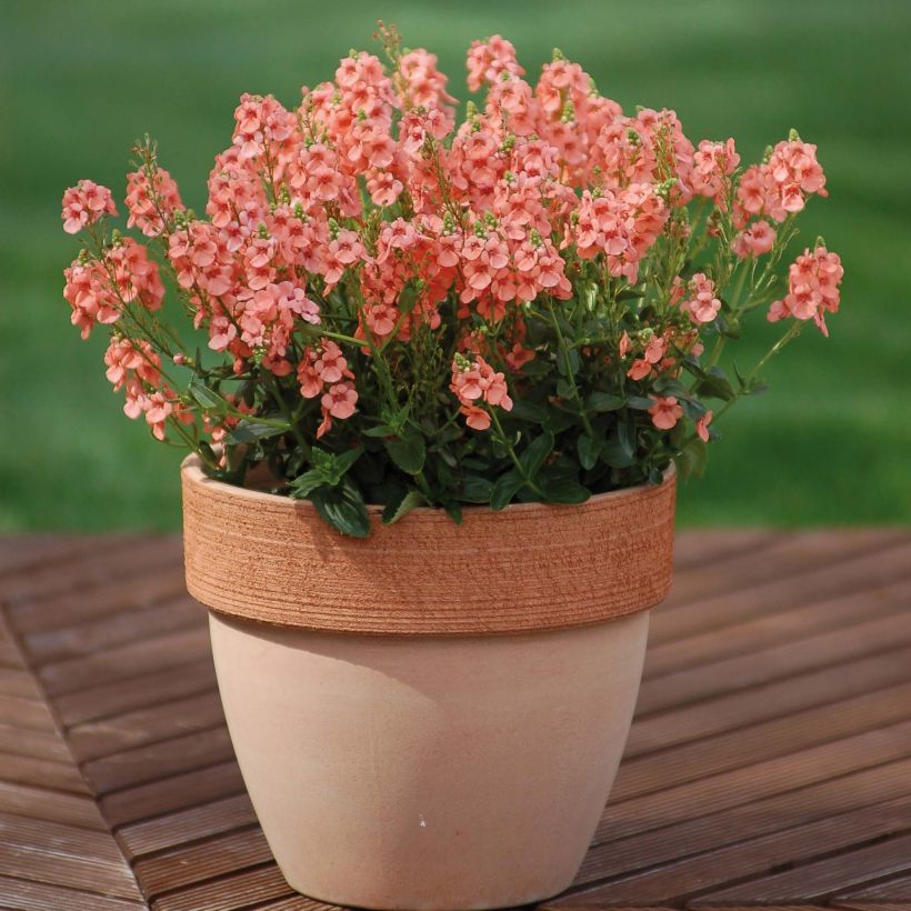 Diascia Sundascia Up Peach (Porte)