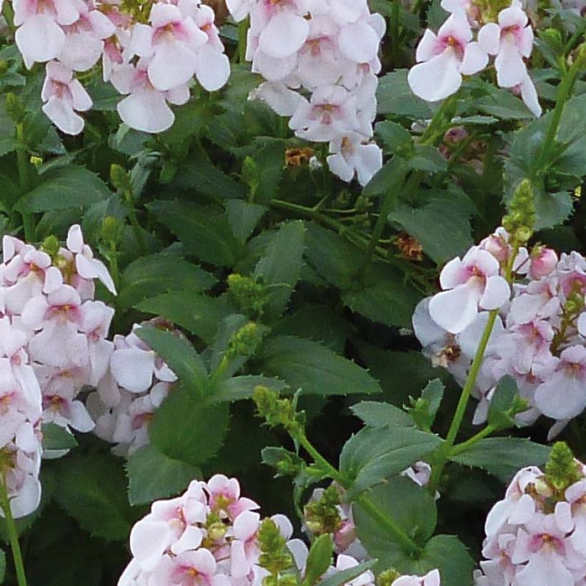 Diascia Sundascia Up Sakura Pink (Follaje)