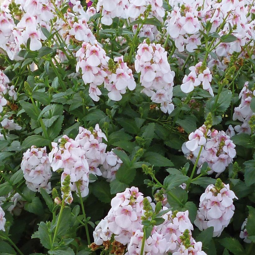 Diascia Sundascia Up Sakura Pink (Floración)