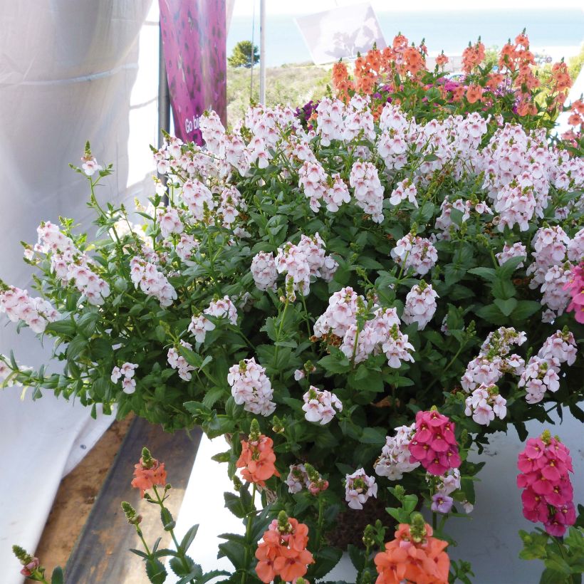 Diascia Sundascia Up Sakura Pink (Porte)