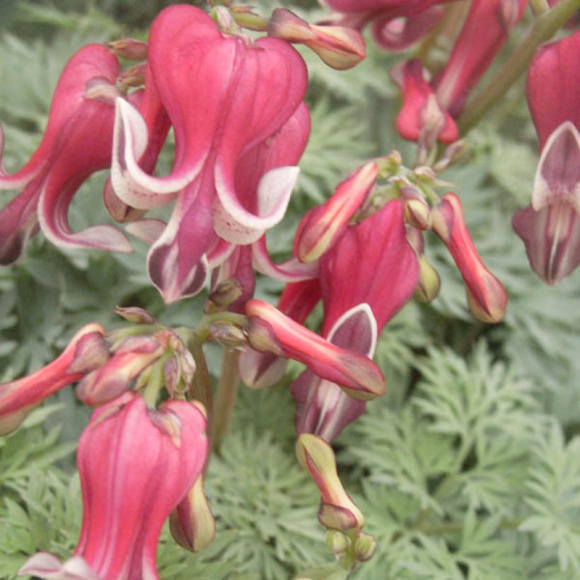 Dicentra King of Hearts (Floración)