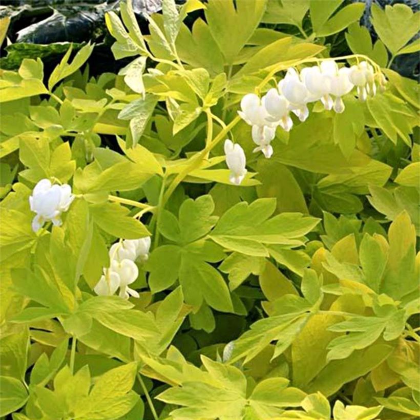 Dicentra spectabilis White Gold (Follaje)