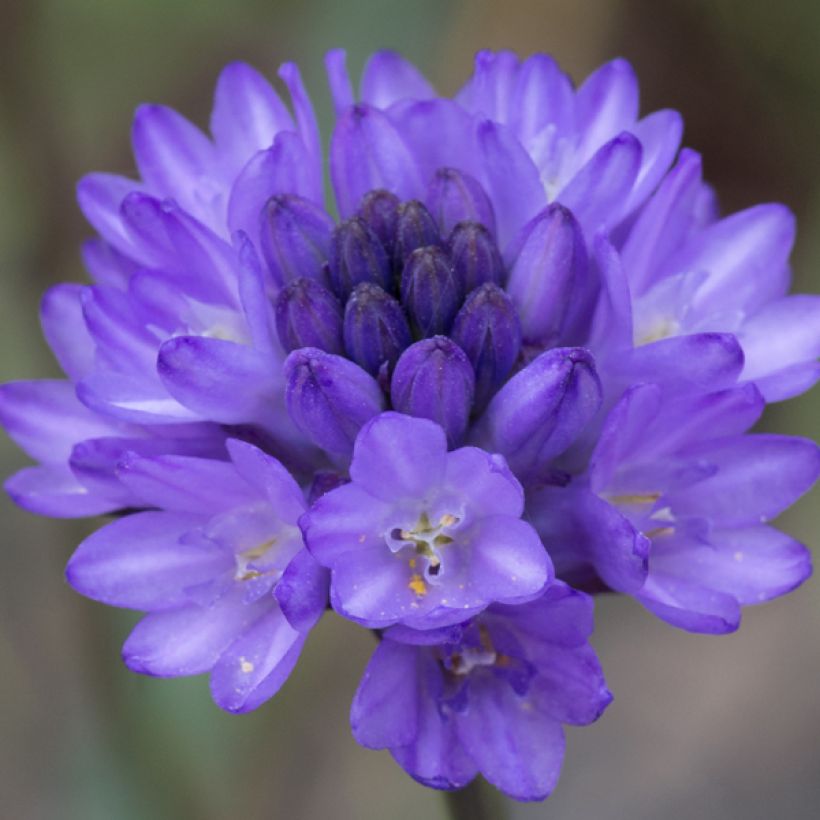 Dichelostemma congestum (Floración)