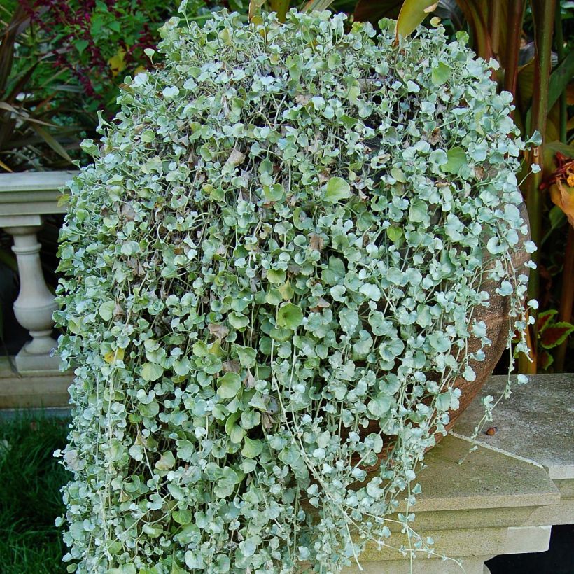 Dichondra argentea Silver Falls (Follaje)