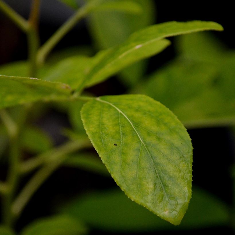 Dictamnus albus - Fraxinela (Follaje)